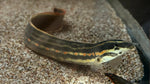 Fire Eel (Mastacembelus erythrotaenia)