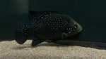 Starry Night Cichlid "Bleekeri" (Paratilapia bleekeri) - WYSIWYG