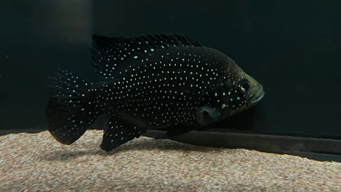 Starry Night Cichlid "Bleekeri" (Paratilapia bleekeri) - WYSIWYG