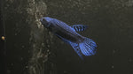 Blue Alien Betta (Betta sp.) - T39 WYSIWYG