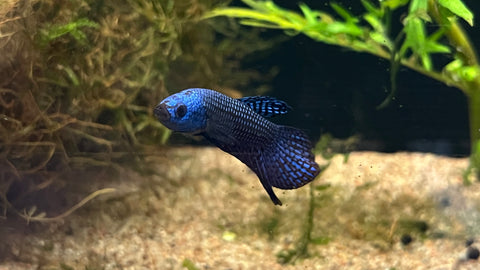 Blue Alien Betta (Betta sp.) - T41 WYSIWYG