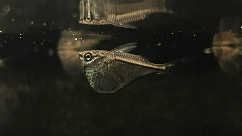 Black Winged Hatchetfish (Carnegiella marthae)