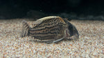 CW28 Super Schwartzi Corydora (Hoplisoma sp.)