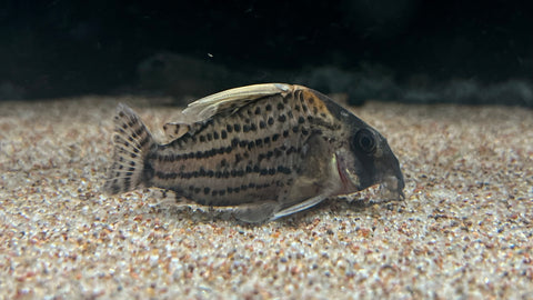 CW28 Super Schwartzi Corydora (Hoplisoma sp.)
