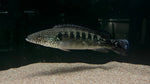 Spot Face Pike (Crenicichla lenticulata) - WYSIWYG
