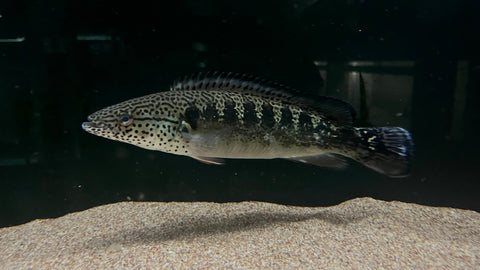 Spot Face Pike (Crenicichla lenticulata) - WYSIWYG