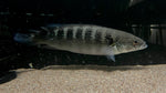 Spot Face Pike (Crenicichla lenticulata) - WYSIWYG
