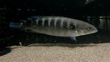 Spot Face Pike (Crenicichla lenticulata) - WYSIWYG