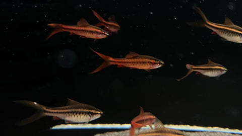Longfin Cherry Barb (Puntius titteya)