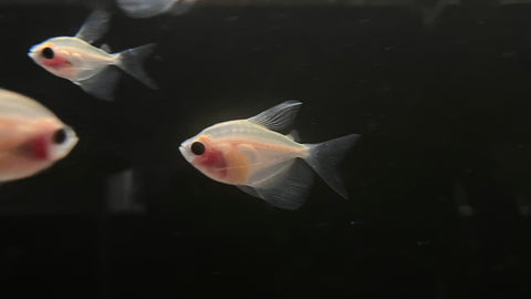 Longfin Blushing White Skirt Tetra(Gymnocorymbus ternetzi)