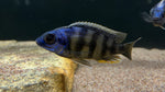 Taiwan Reef (Protomelas sp. Steveni Taiwan)