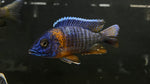 Blue Dragonblood Peacock (Aulonocara sp.)