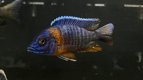 Blue Dragonblood Peacock (Aulonocara sp.)