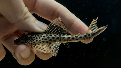 L-11 Red Fin Thresher Pleco (Squaliforma emarginata) - WYSIWYG