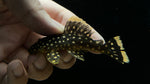 L-177 Goldseam Gold Nugget Pleco (Baryancistrus xanthellus)