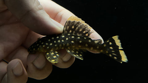 L-177 Goldseam Gold Nugget Pleco (Baryancistrus xanthellus)