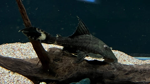 L-90 Papa Lyretail Pleco (Panaque bathyphilus)