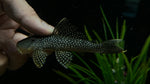 L-67 Yellowspotted Stream Pleco (Pseudancistrus asurini)