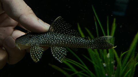 L-67 Yellowspotted Stream Pleco (Pseudancistrus asurini)