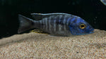 Blue Orchid Peacock (Aulonocara kandeensis)