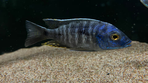 Blue Orchid Peacock (Aulonocara kandeensis)