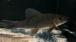 Harlequin / Calico Shark (Labeo cyclorhynchus) - WYSIWYG