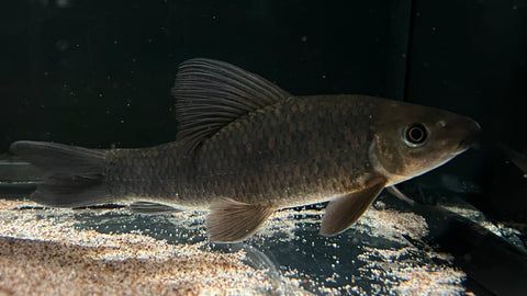 Harlequin / Calico Shark (Labeo cyclorhynchus) - WYSIWYG