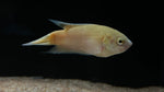 Assorted Paradise Gourami (Macropodus sp.)
