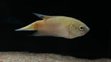 Assorted Paradise Gourami (Macropodus sp.)