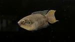 Assorted Paradise Gourami (Macropodus sp.)