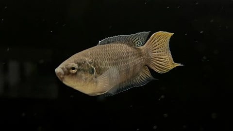 Assorted Paradise Gourami (Macropodus sp.)