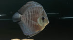 Eruption Discus (Symphysodon sp.)