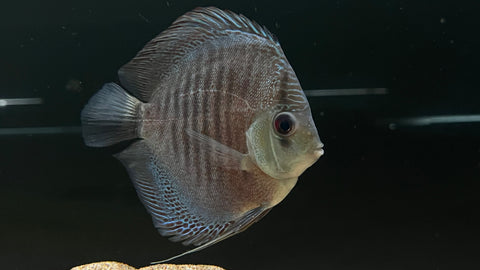 Eruption Discus (Symphysodon sp.)