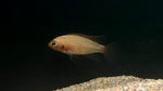 Apistogramma Macmasteri “Gold” - Pair