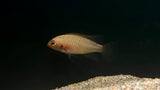 Apistogramma Macmasteri “Gold” - Pair