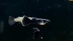 Black Moscow Guppy (Poecilia reticulata) - Pair