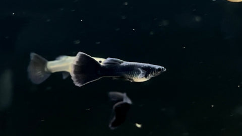 Black Moscow Guppy (Poecilia reticulata) - Pair
