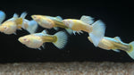 Platinum Guppy (Poecilia reticulata) - Pair