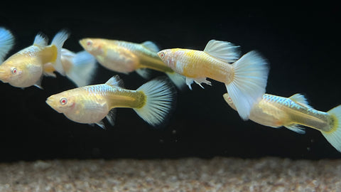 Platinum Guppy (Poecilia reticulata) - Pair