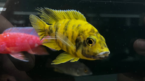 Yellow OB Peacock Cichlid (Aulonocara sp.)
