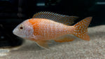 Albino Pink Face Peacock Cichlid (Aulonocara sp.)