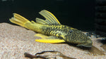 Hypostomus luteus PHASE 2.5 - WYSIWYG