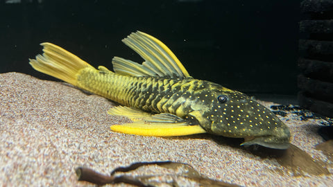 Hypostomus luteus PHASE 2.5 - WYSIWYG
