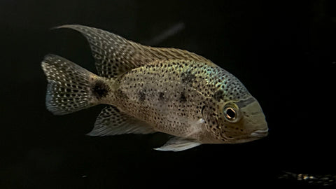 Silver Cichlid (Vieja Argentea) - Medium (WYSIWYG)