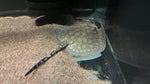 Spider Motoro Stingray (Potamotrygon Motoro) - Female WYSIWYG