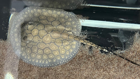 Spider Motoro Stingray (Potamotrygon Motoro) - Female WYSIWYG
