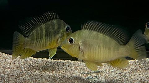 Geophagus Balzani (Gymnogeophagus balzanii)