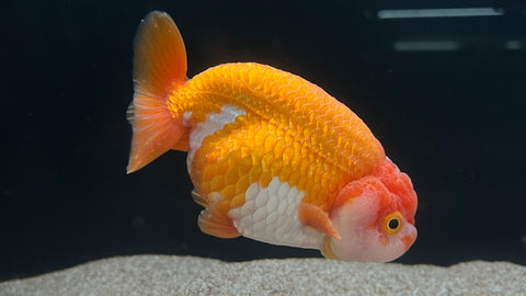 Ranchu / Lionhead Goldfish (Carassius auratus) - xLarge
