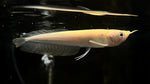Yellow Banana Arowana (Osteoglossum bicirrhosum) - Small