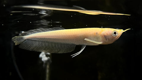 Yellow Banana Arowana (Osteoglossum bicirrhosum) - Small